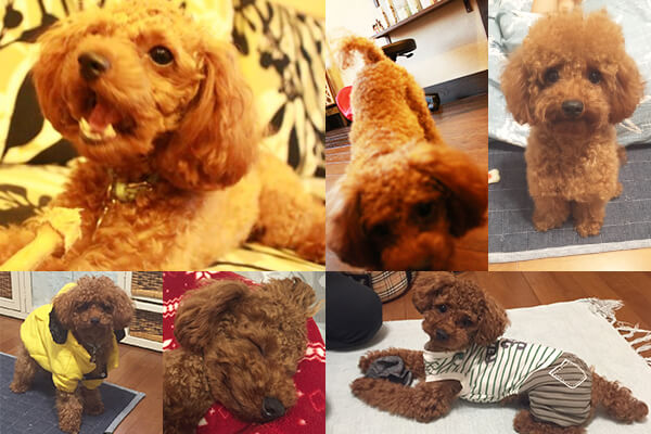 看板犬